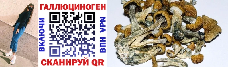 Галлюциногенные грибы Psilocybine cubensis  Кинель 